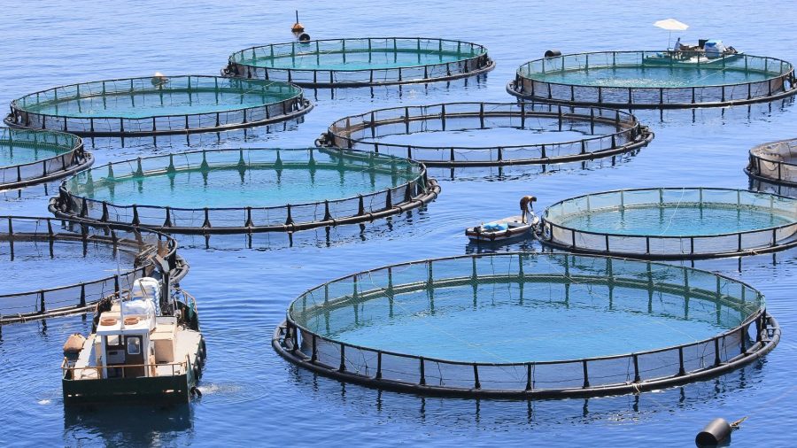 Aquaculture Industry on the Rise as Wild Fishery Production Slows The