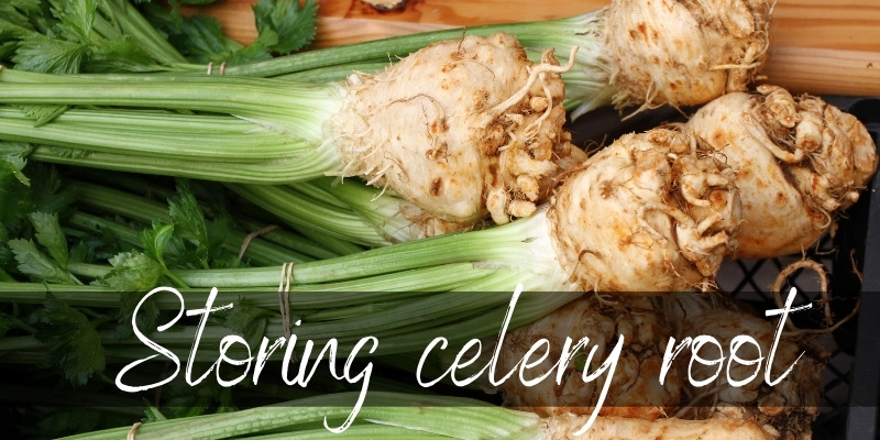 Here's How To Store Celery Root(Celeriac) So It Lasts Longer Foodiosity