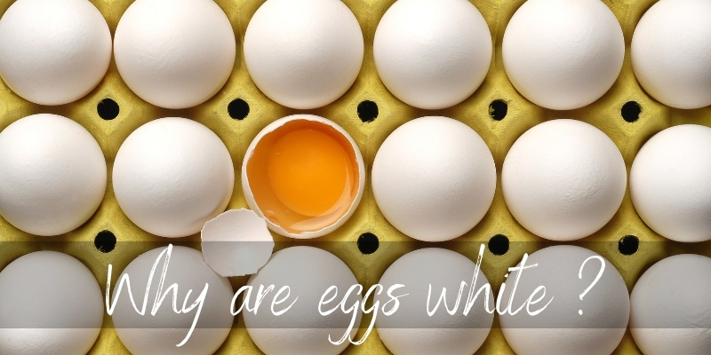 Why Are Eggs White ? Here's What Determines Their color Foodiosity