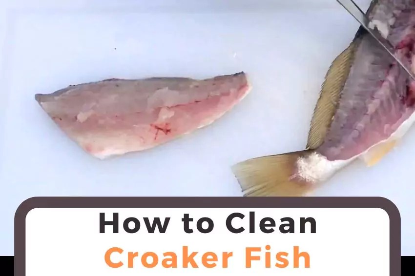 How to Clean Croaker Fish? 2 Easiest Way StepbyStep Guide