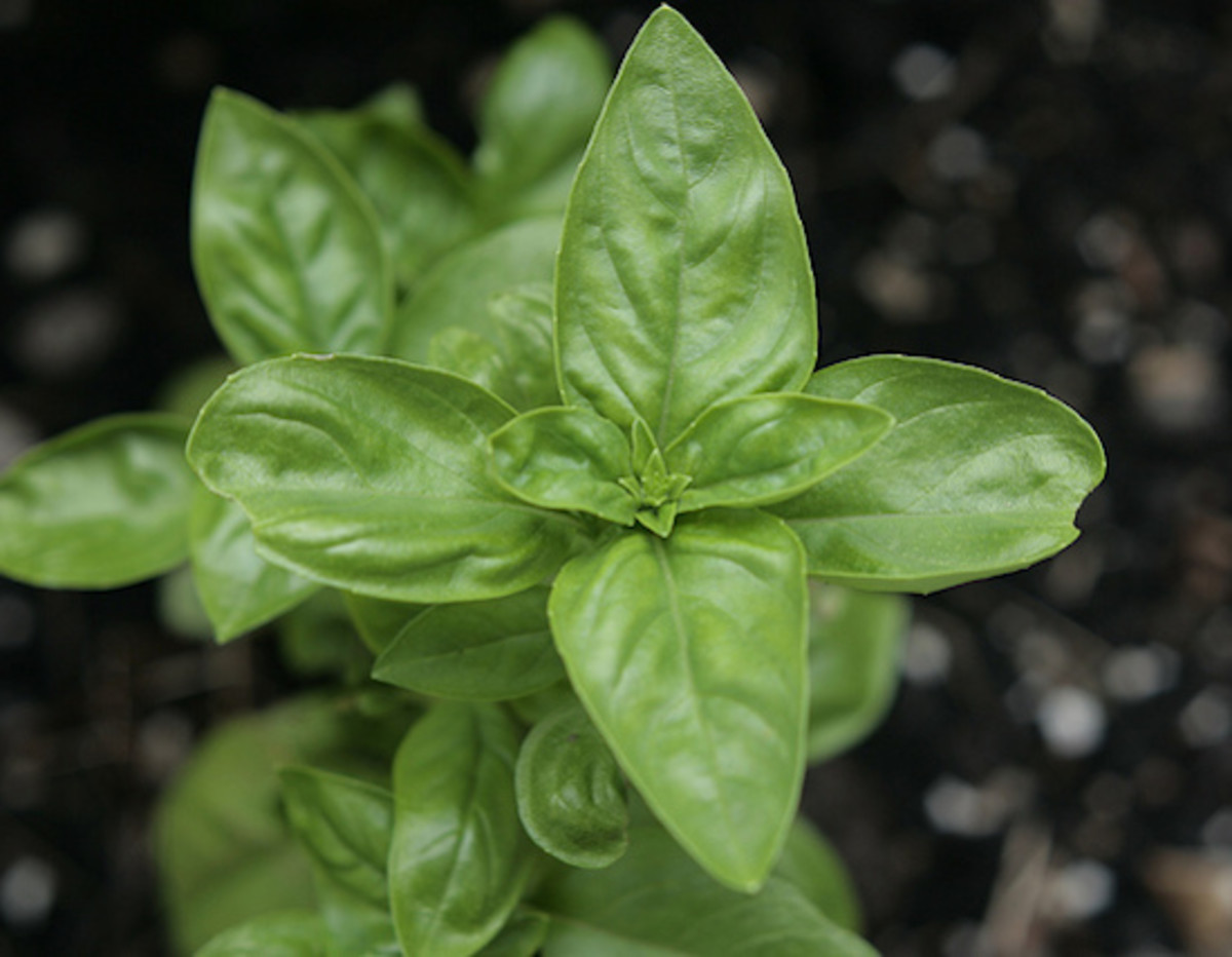 What is another name for basil?