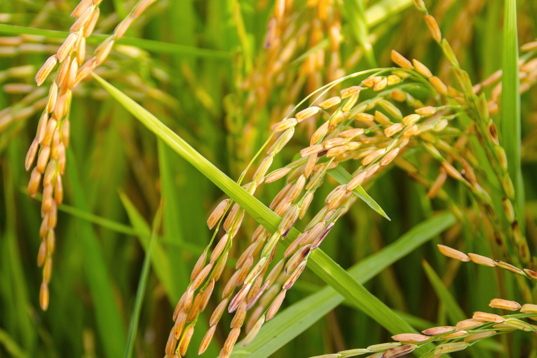 Bacillus cereus Rice and Grain Poisoning Food Meets Science Conference