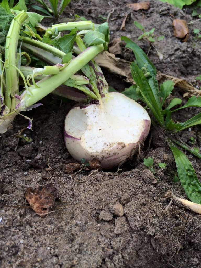 Straight Turnips Food Plot Concepts
