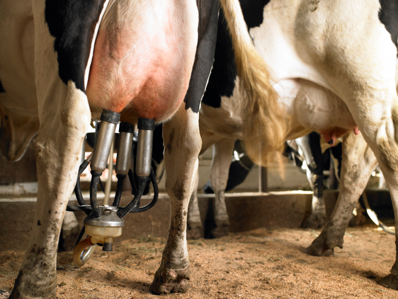 Tennessee Department of Health Raw Milk Can Be Hazardous