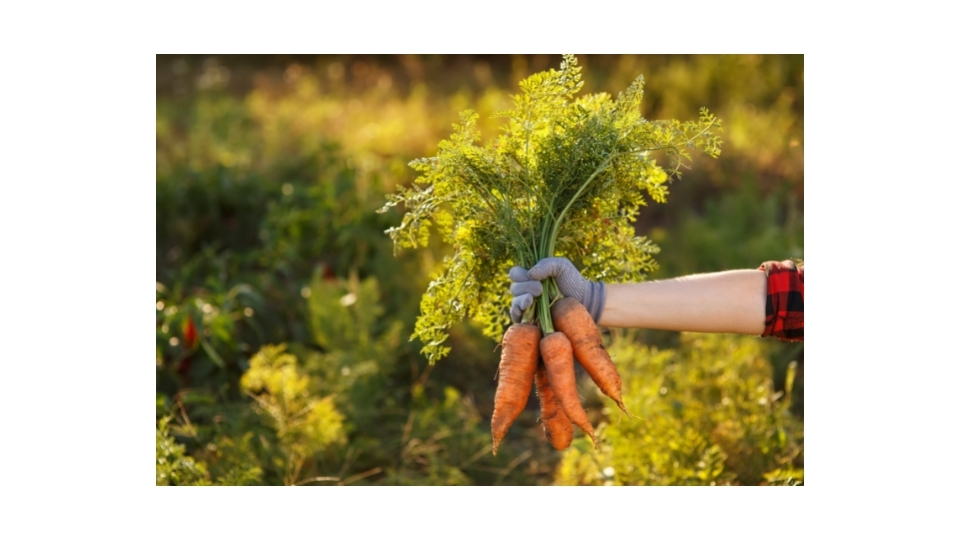 What Is The Best Method To Freeze Carrot Raw Or Cooked? (Explained)