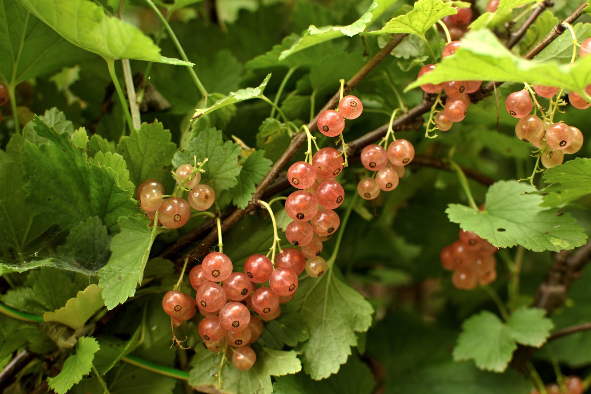 Real Food Encyclopedia Currants FoodPrint