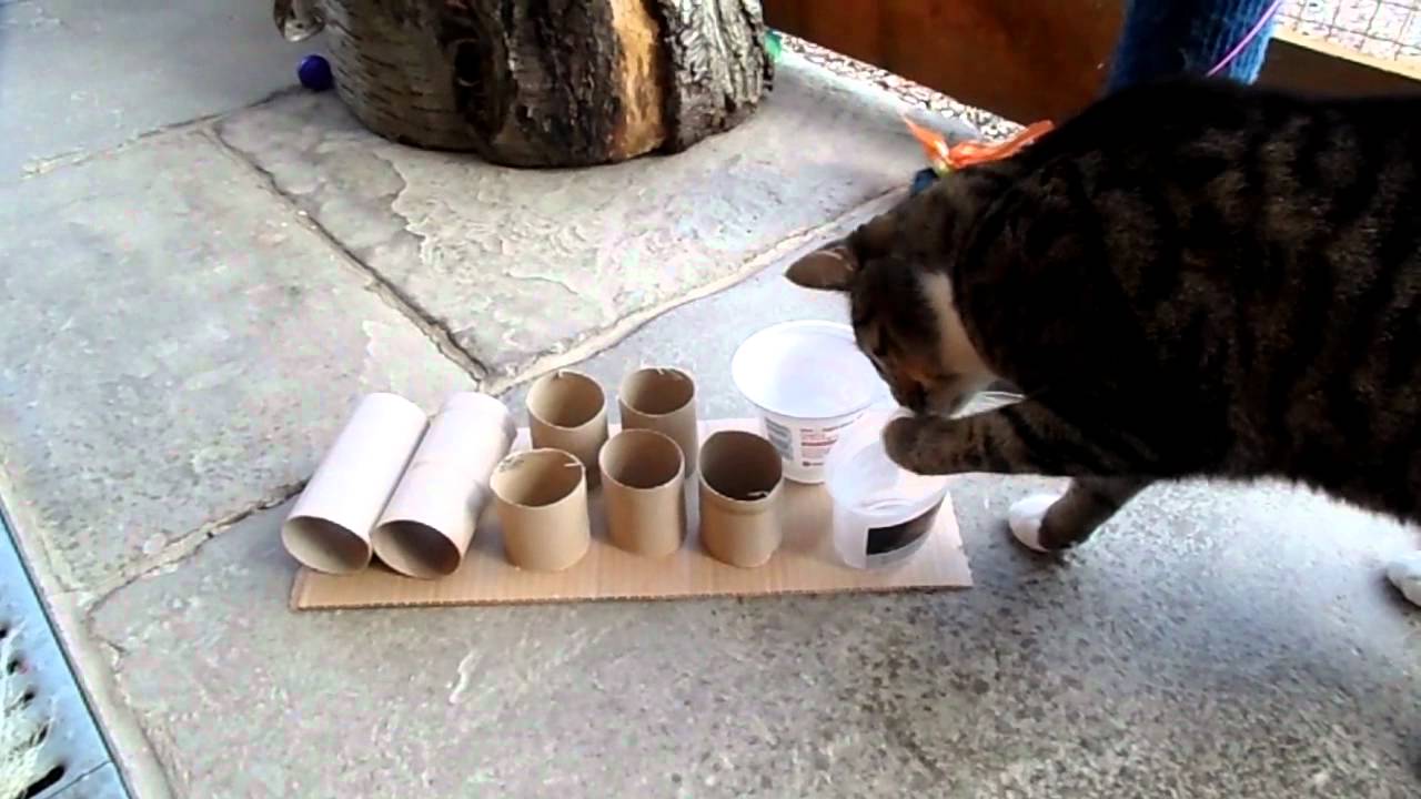 Taking Toilet Paper Rolls to a New Level 4 Food Puzzles for Cats