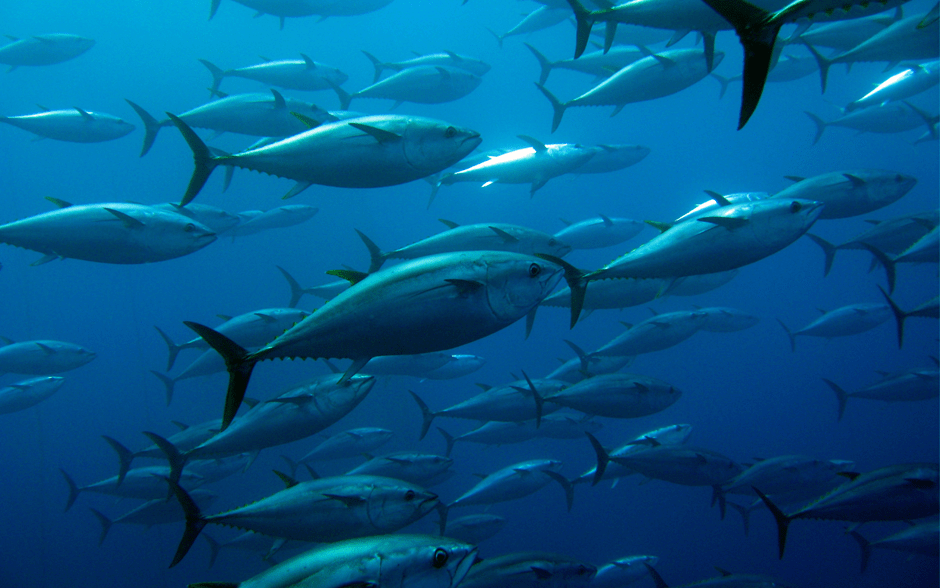 Is Tuna A True Fish? (FAQs+ Types Of Tuna) Foodsalternative