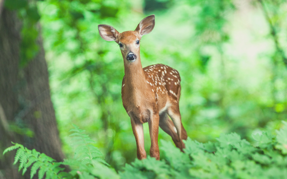 What Does Deer Meat Taste Like? Foodsalternative