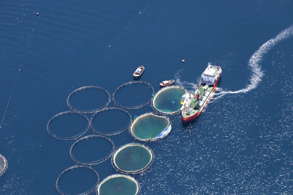 Fish feed threatens marine collapse﻿ Foodservice Footprint