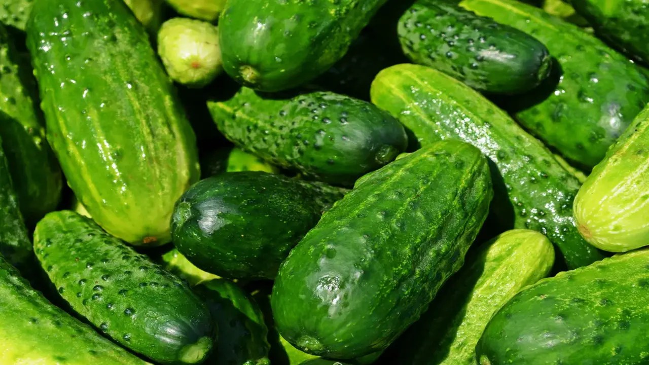 The Global Impact Of Cucumber Shape