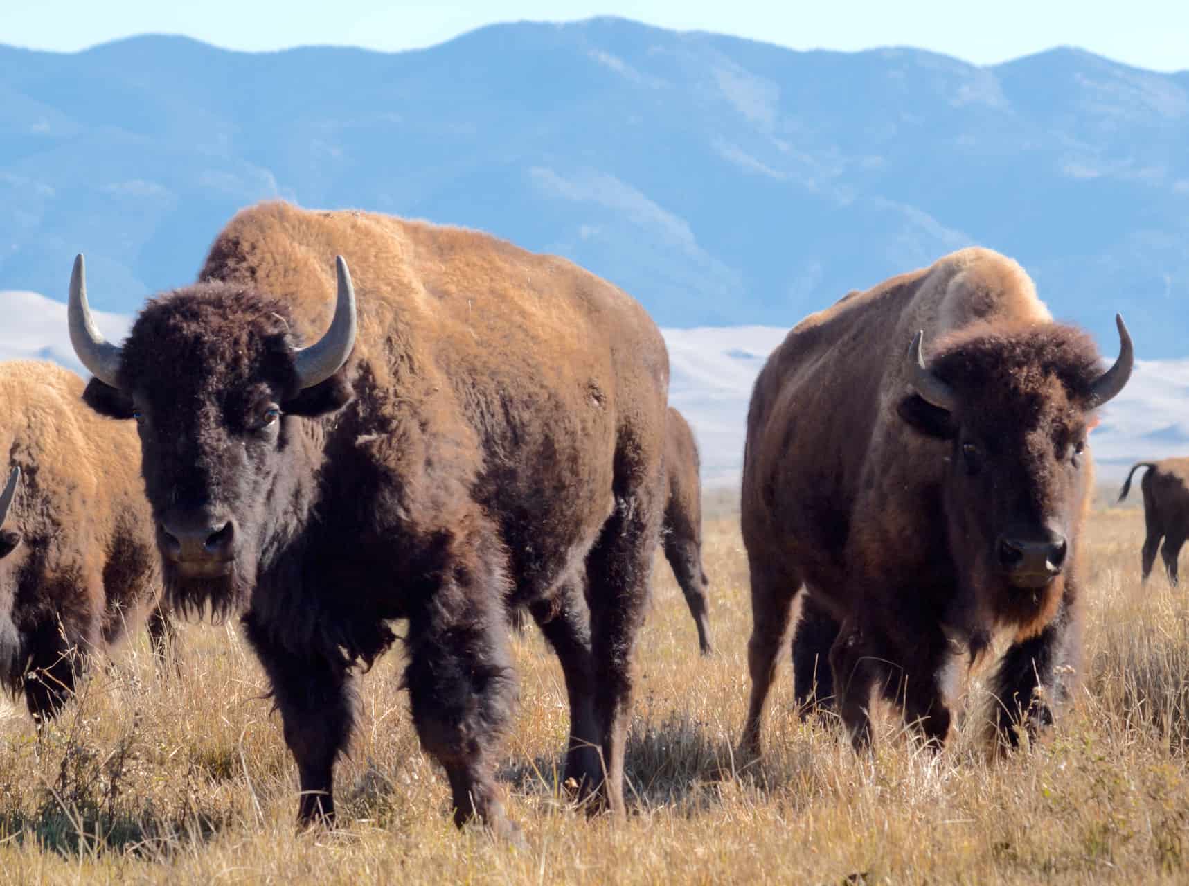 Bison Vs Elk What’s The Difference? Foods Guy