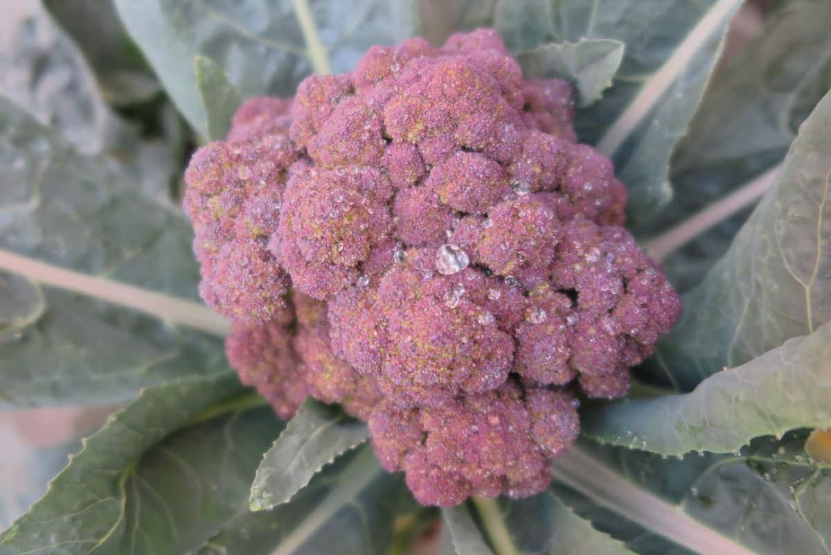 What Is Purple Broccoli? The Ultimate Guide Foods Guy