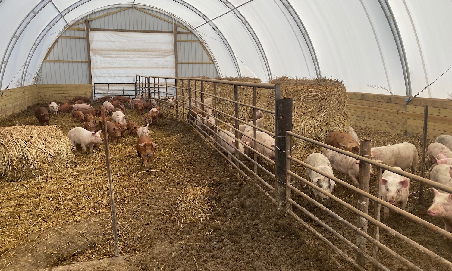 The Next Generation of Hog Farming “I’d Rather Be the Best Farmer than