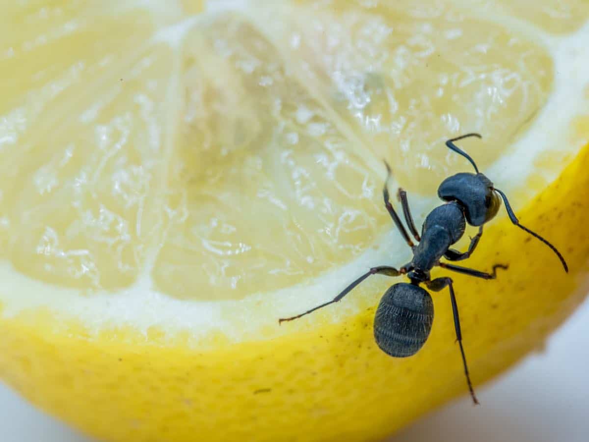 How to Get Rid of Ants in the Microwave Food & Wine