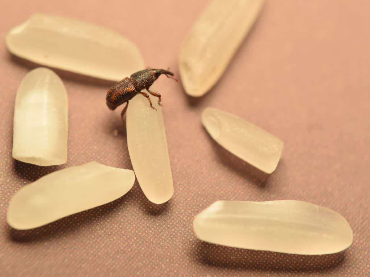 How to Get Rid Of Weevils Without Damaging Rice Food & Wine