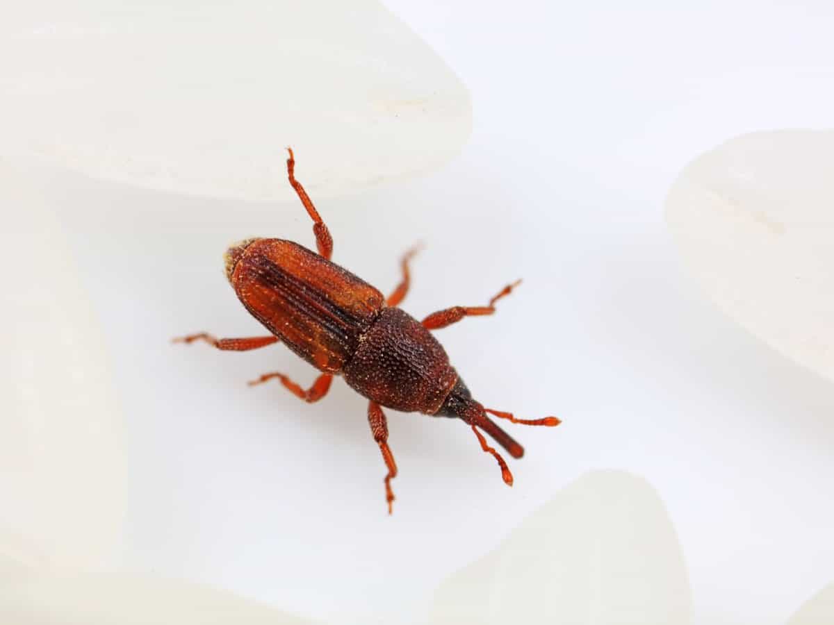 How to Get Rid Of Weevils Without Damaging Rice Food & Wine