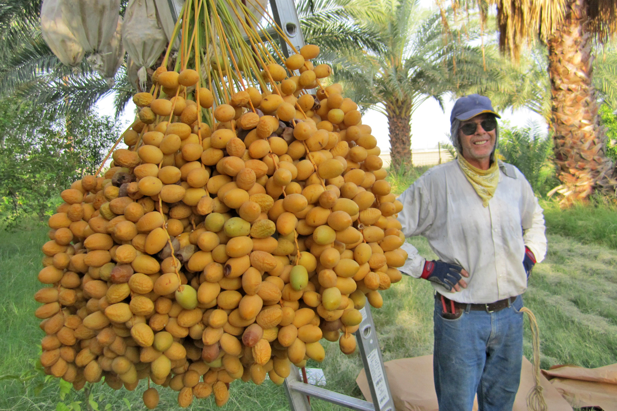A Food Forest in the Desert Foodwise