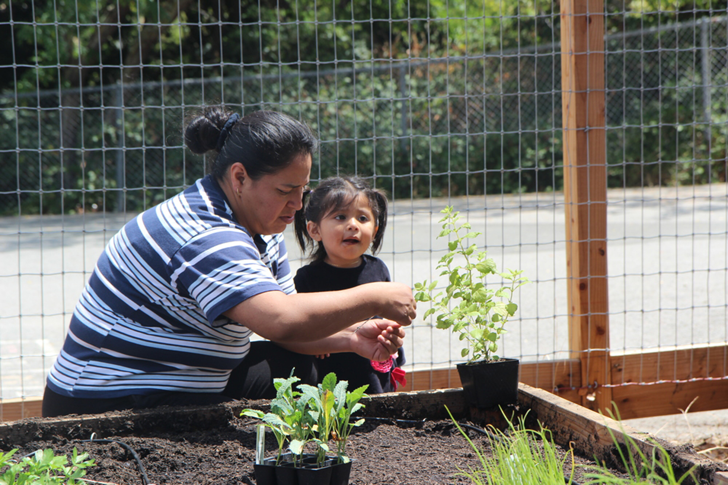 Planting Justice Fosters Food Sovereignty Foodwise