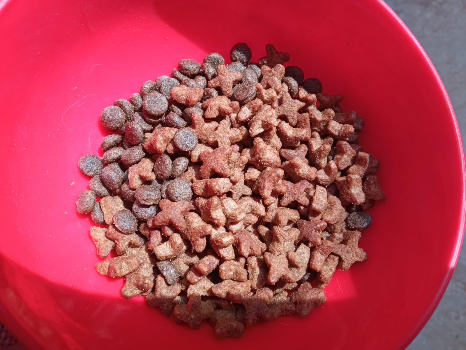 How to Make Dry Cat Food More Appealing? (The 10 Ways) Foody Paws