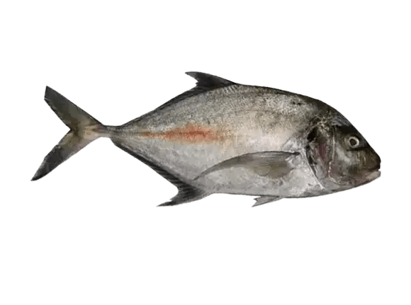 Bayadh Fish Fresh & Sustainably Sourced Premium Quality