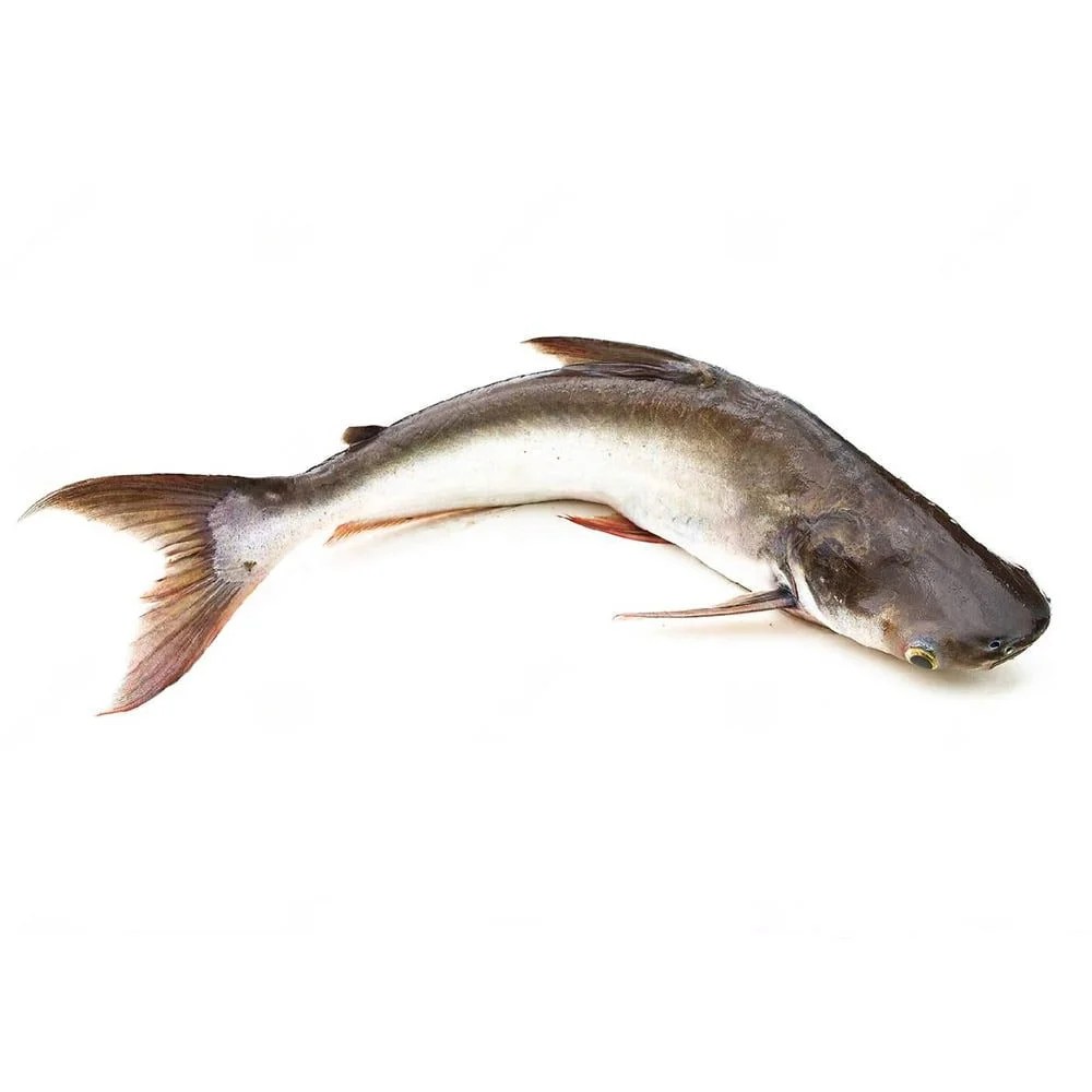 Buy Ari Fish Online in Guwahati Ari Fish Home Delivery