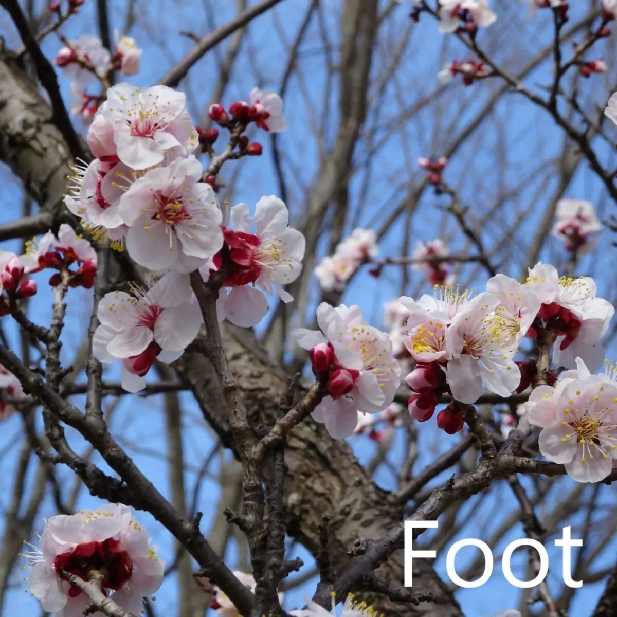 別室登校・付き添い登校 どうしてた？】  【Foot】小1不登校から再登校
