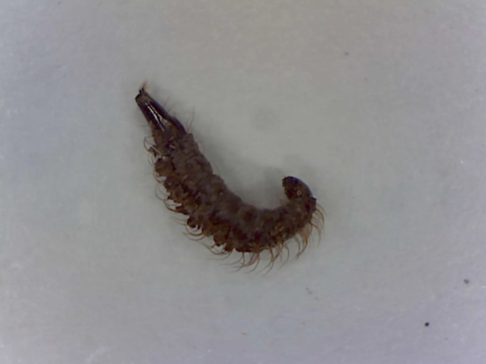 Drain Fly Larvae Foothill Sierra Pest Control
