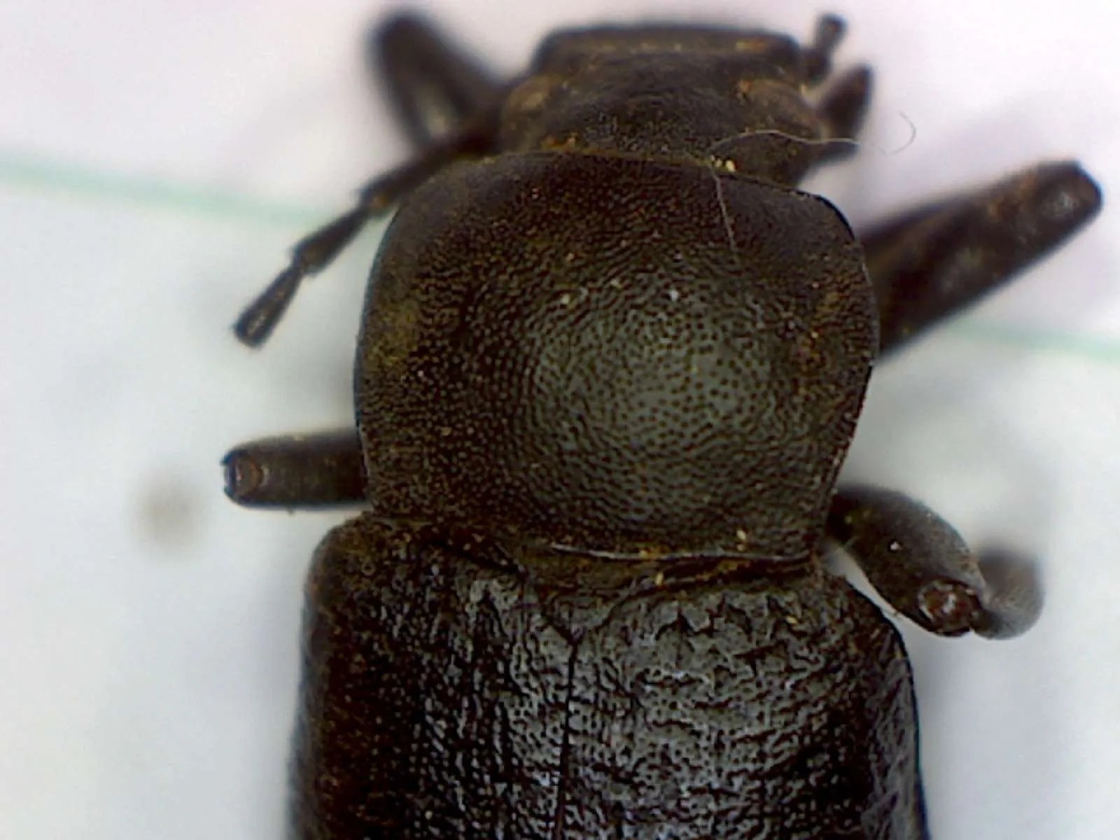 Live oak cluster beetle, Cibdelis blaschkei Foothill Sierra Pest Control