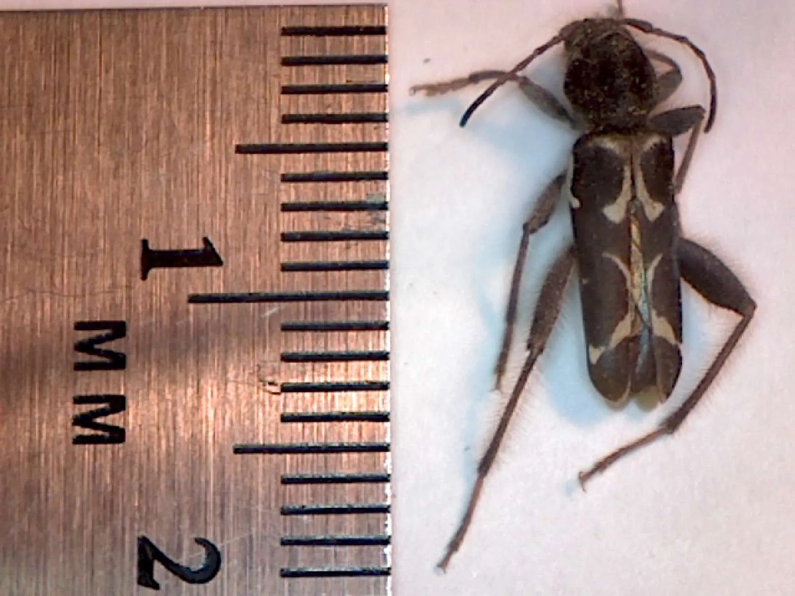 Neoclytus conjunctus, Twain Harte CA ( firewood borer) Foothill