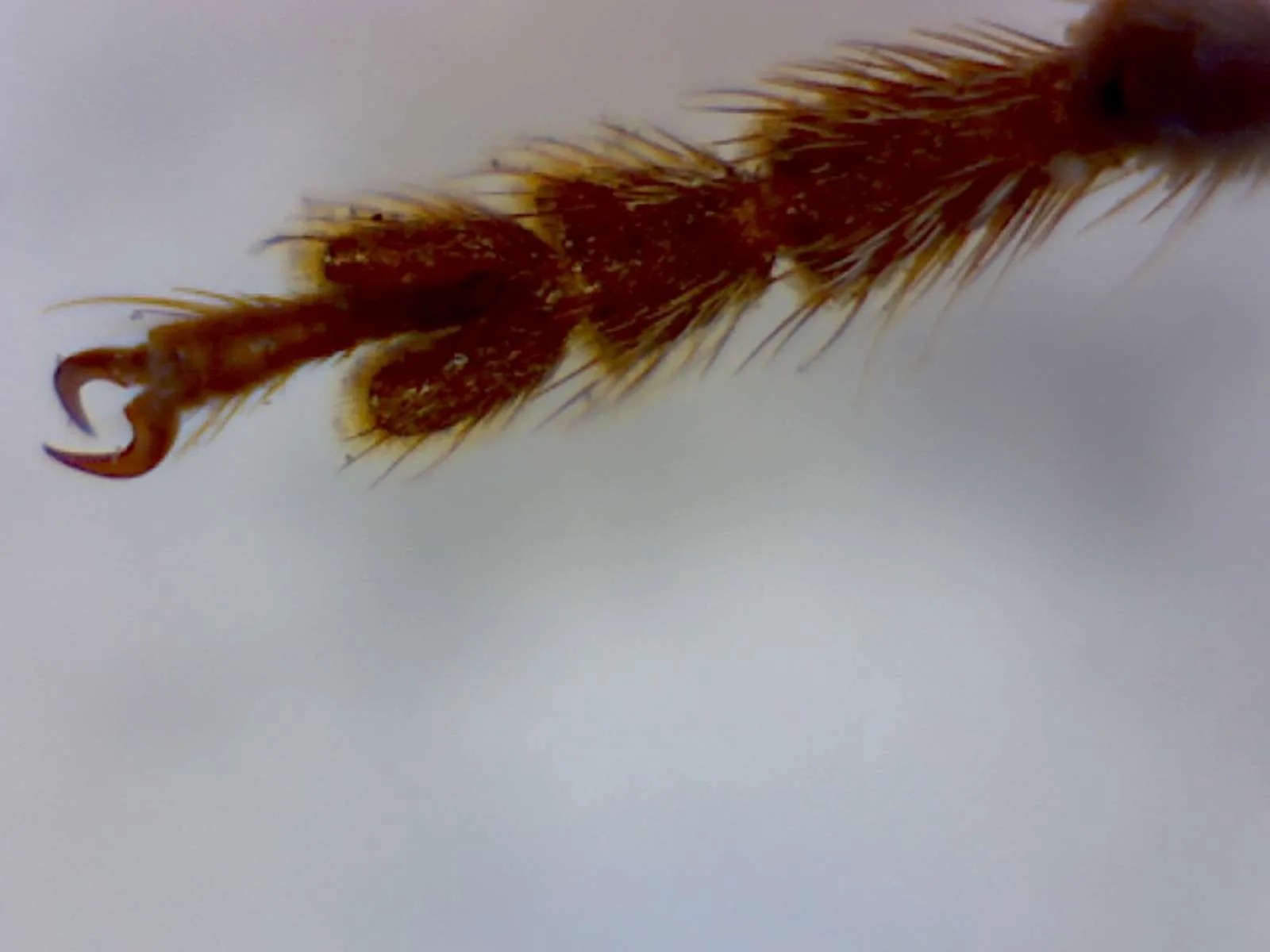 Neoclytus conjunctus, Twain Harte CA ( firewood borer) Foothill