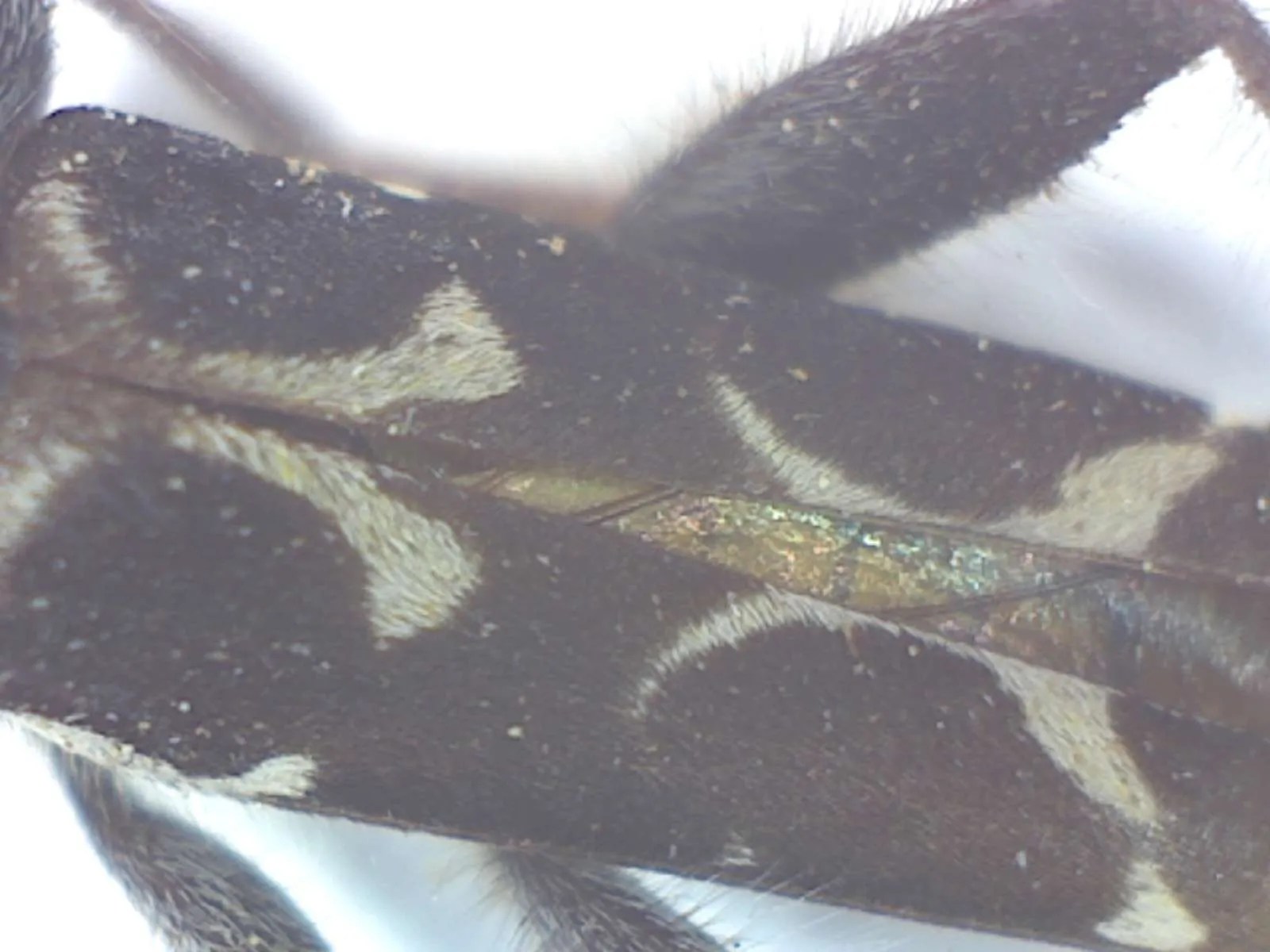 Neoclytus conjunctus, Twain Harte CA ( firewood borer) Foothill