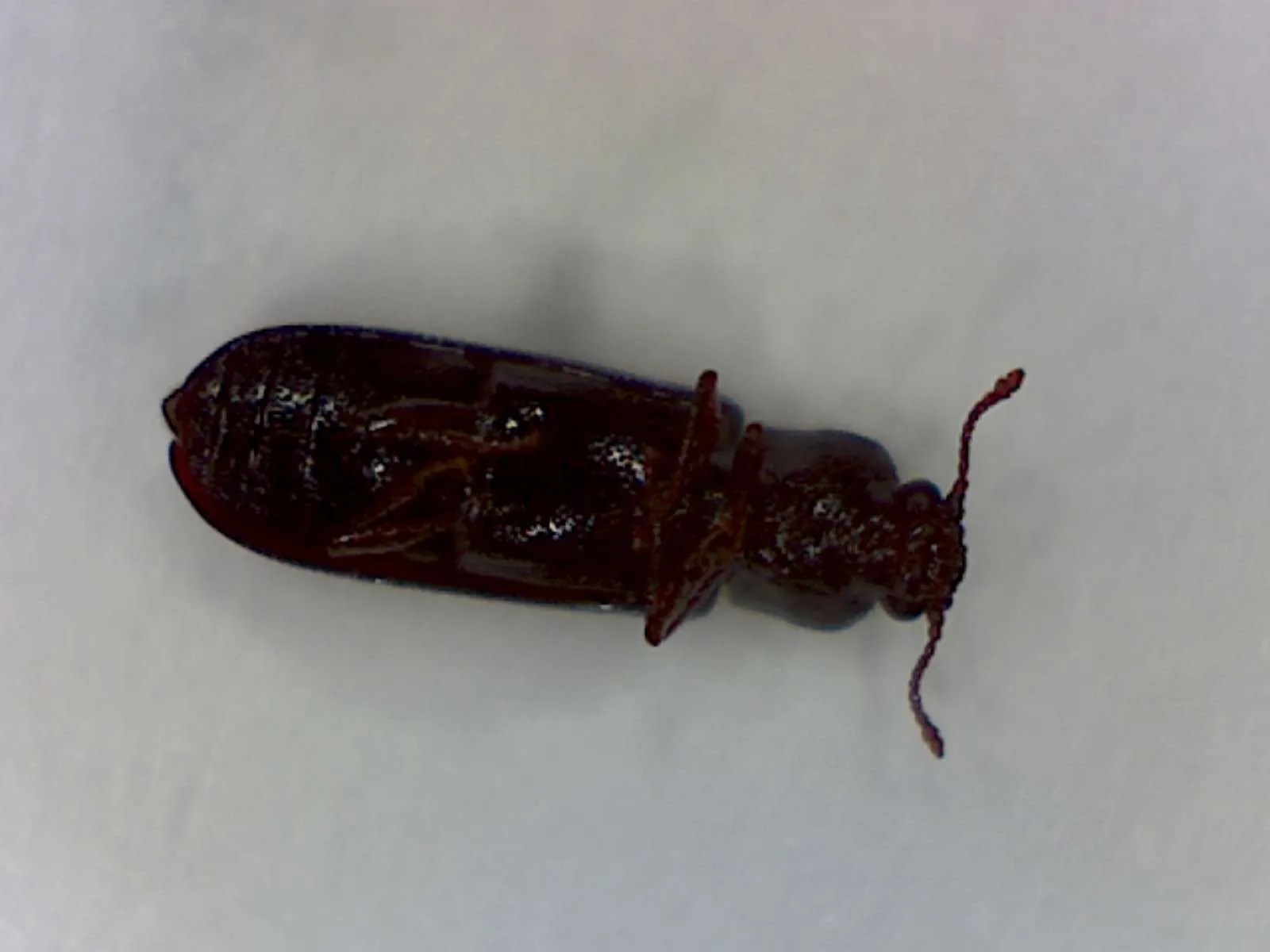 Powder Post Beetles Foothill Sierra Pest Control