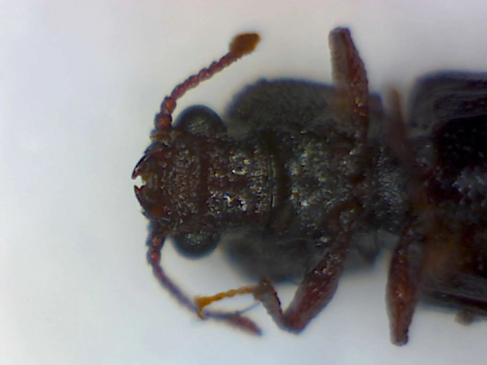 Powder Post Beetles Foothill Sierra Pest Control