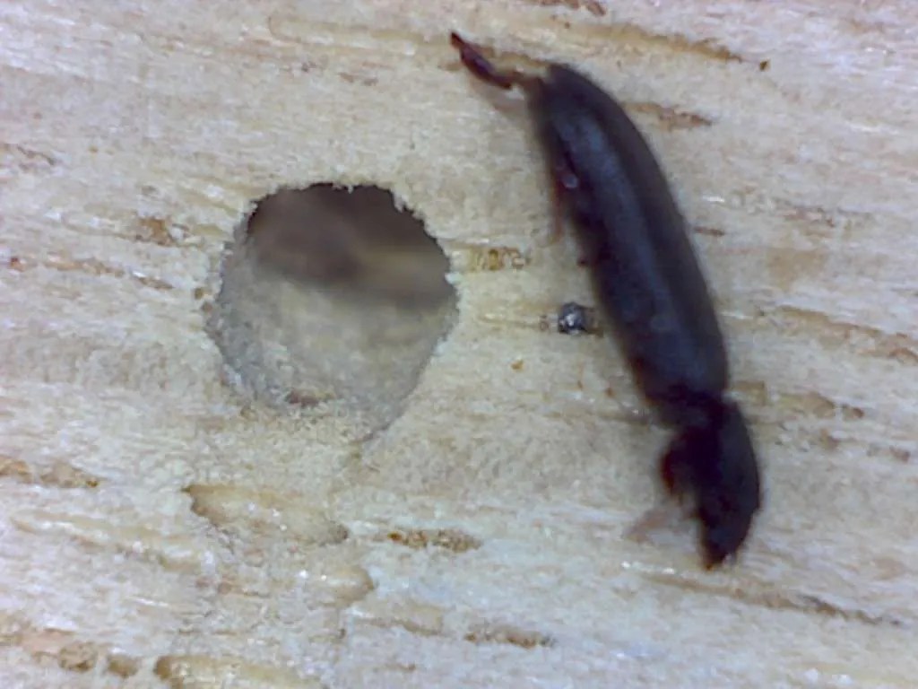 Powder Post Beetle exit hole Foothill Sierra Pest Control