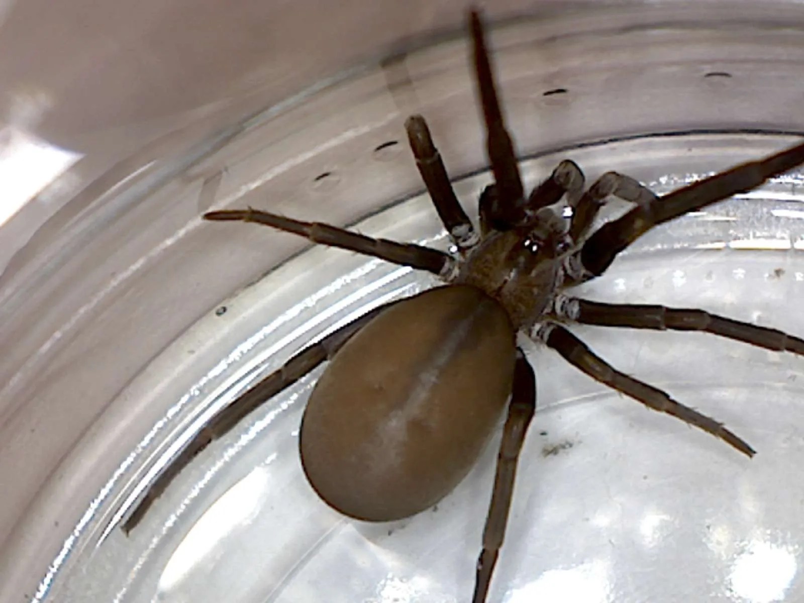 Kukulcania hibernalis, Southern House Spider Foothill Sierra Pest Control