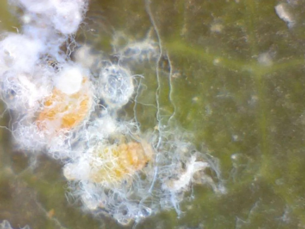 Woolly oak aphids on black oak leaf Foothill Sierra Pest Control