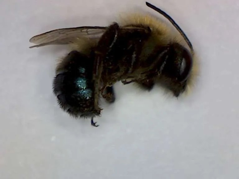 Burrowing bees, genus Andrena Foothill Sierra Pest Control