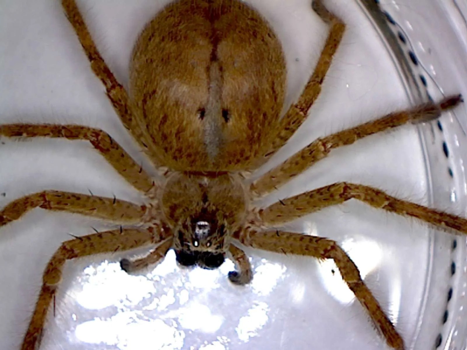 Golden huntsman spider, Olios giganteus Foothill Sierra Pest Control