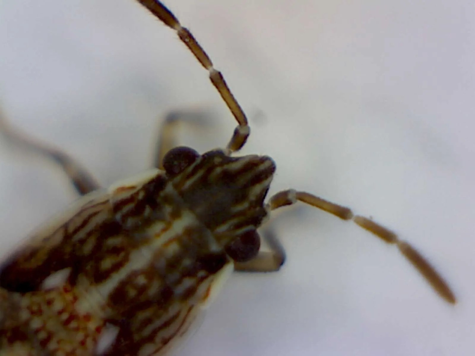 False Chinch Bugs Foothill Sierra Pest Control