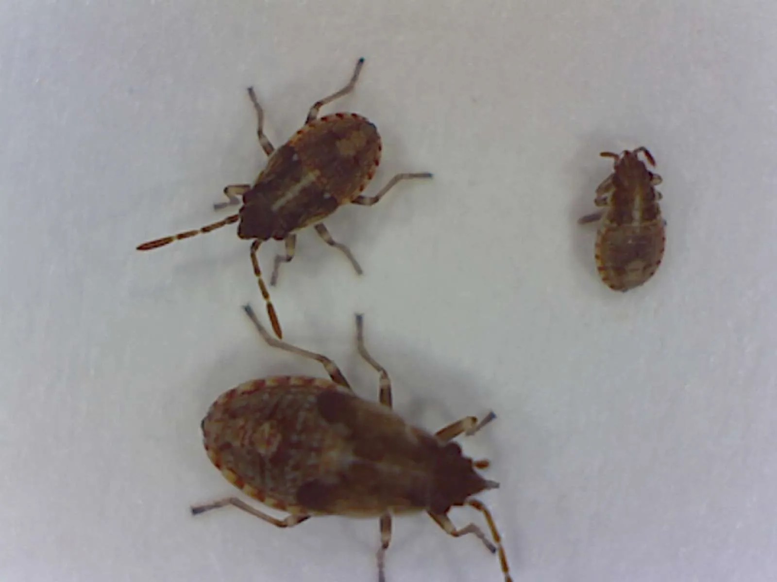 False Chinch Bugs Foothill Sierra Pest Control