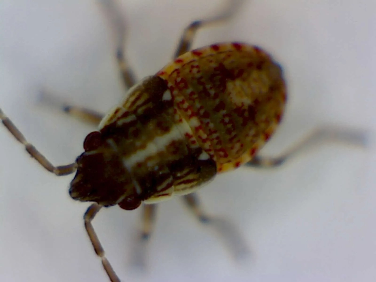 False Chinch Bugs Foothill Sierra Pest Control