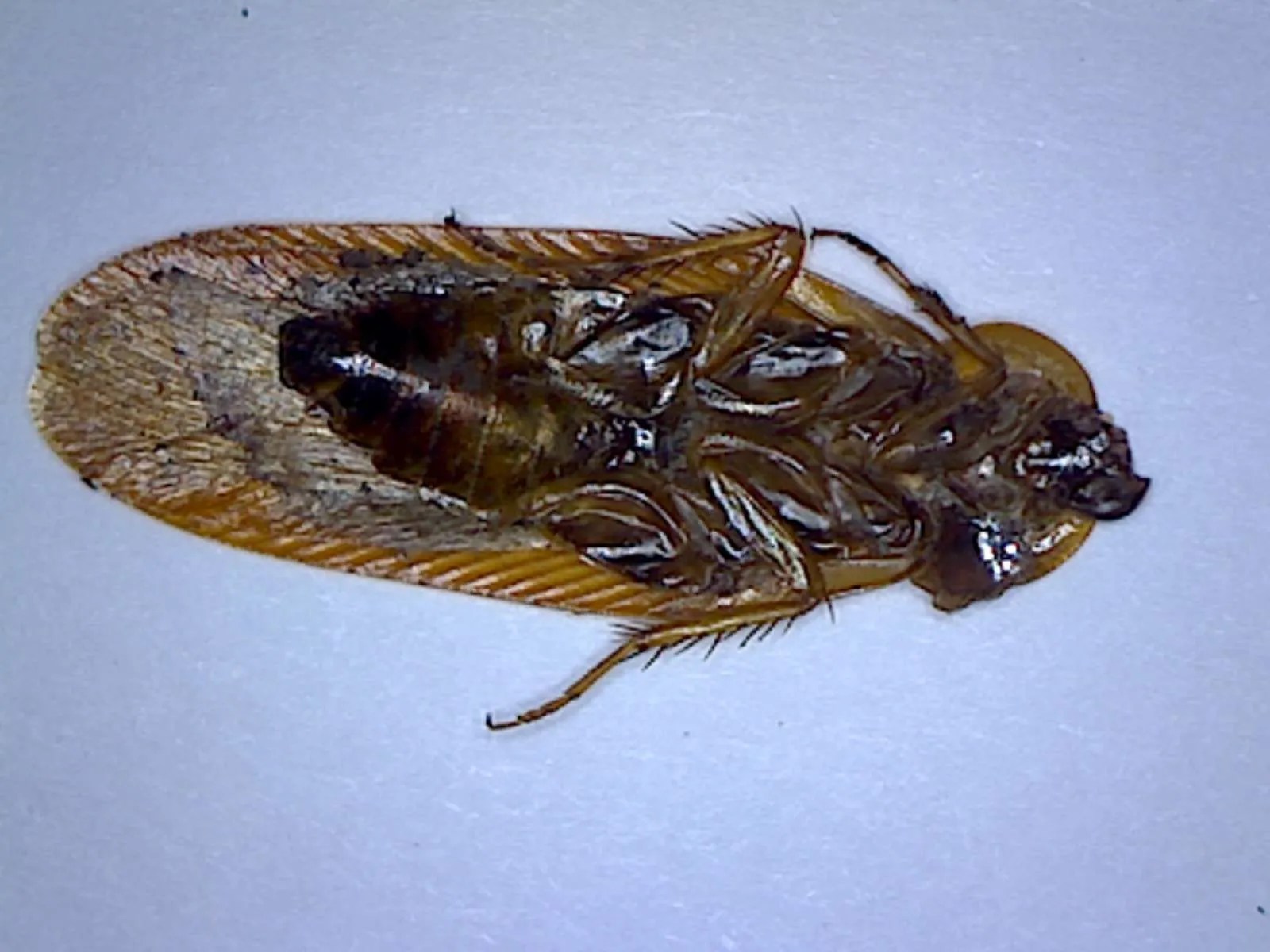 Western Wood Cockroach Foothill Sierra Pest Control