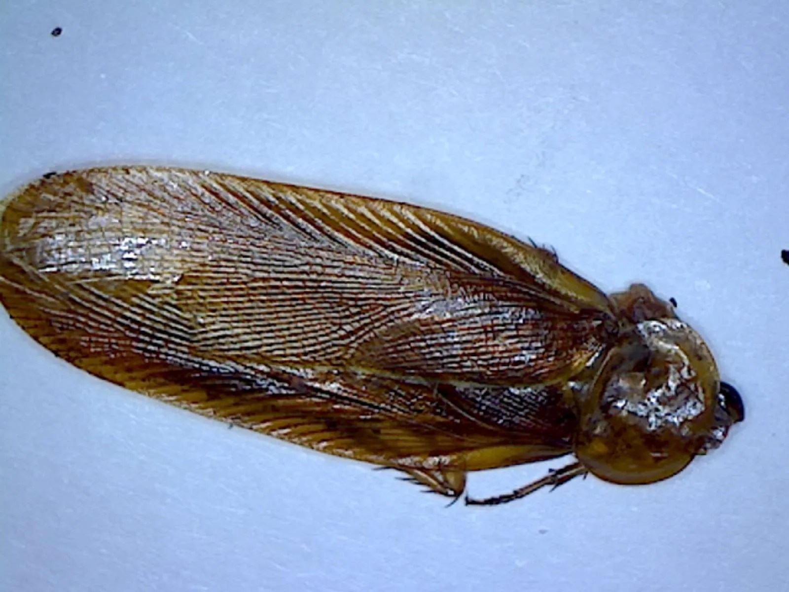 Western Wood Cockroach Foothill Sierra Pest Control