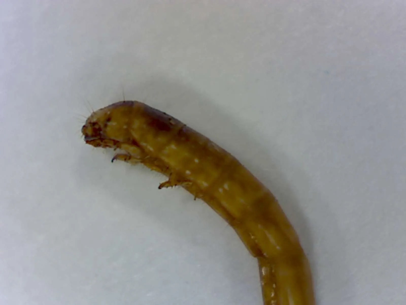 Tenebrionid (mealworm) larvae infestation within a home First