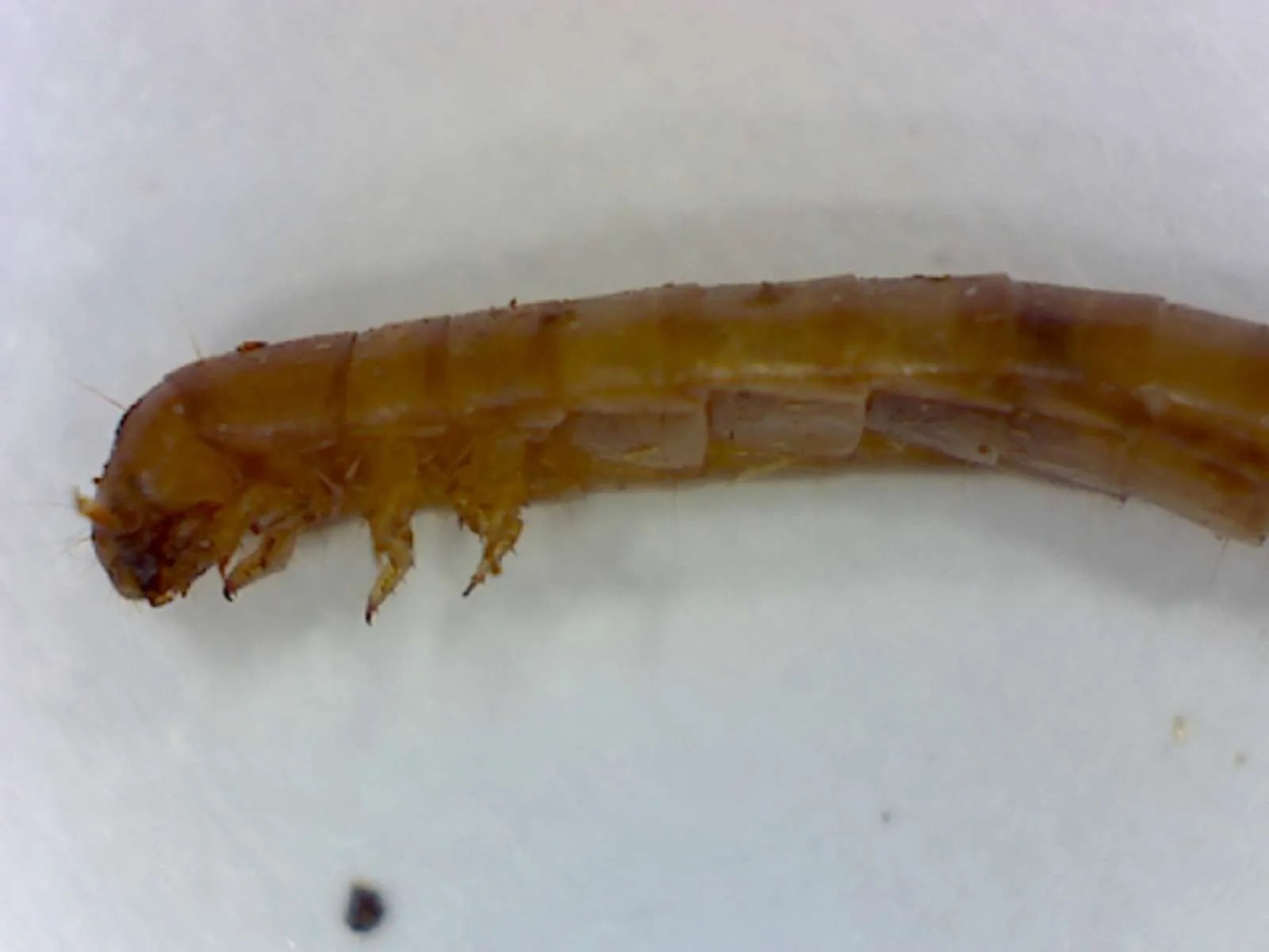 Tenebrionid (mealworm) larvae infestation within a home Foothill