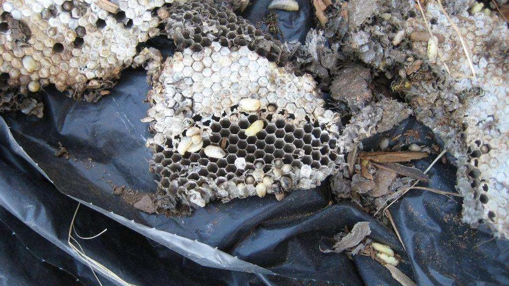 Yellow Jacket nest, dug from ground Foothill Sierra Pest Control