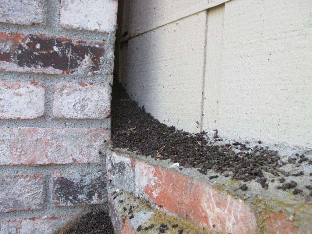 Bats Living Next to a Chimney Foothill Sierra Pest Control