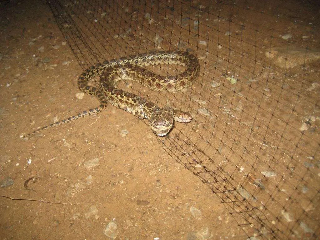 Pacific Gopher Snake Caught in Bird Netting Foothill Sierra Pest Control