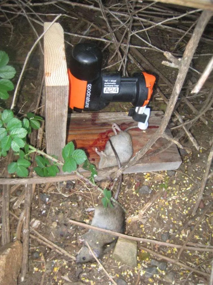 GoodNature A24 rat trap - Foothill Sierra Pest Control